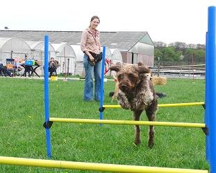 Alternative Hundeschule - Aktuelle Seminare und Themenabende